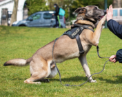 K9-Hond_Chien