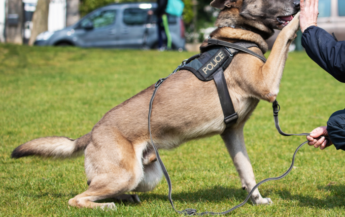 K9-Hond_Chien