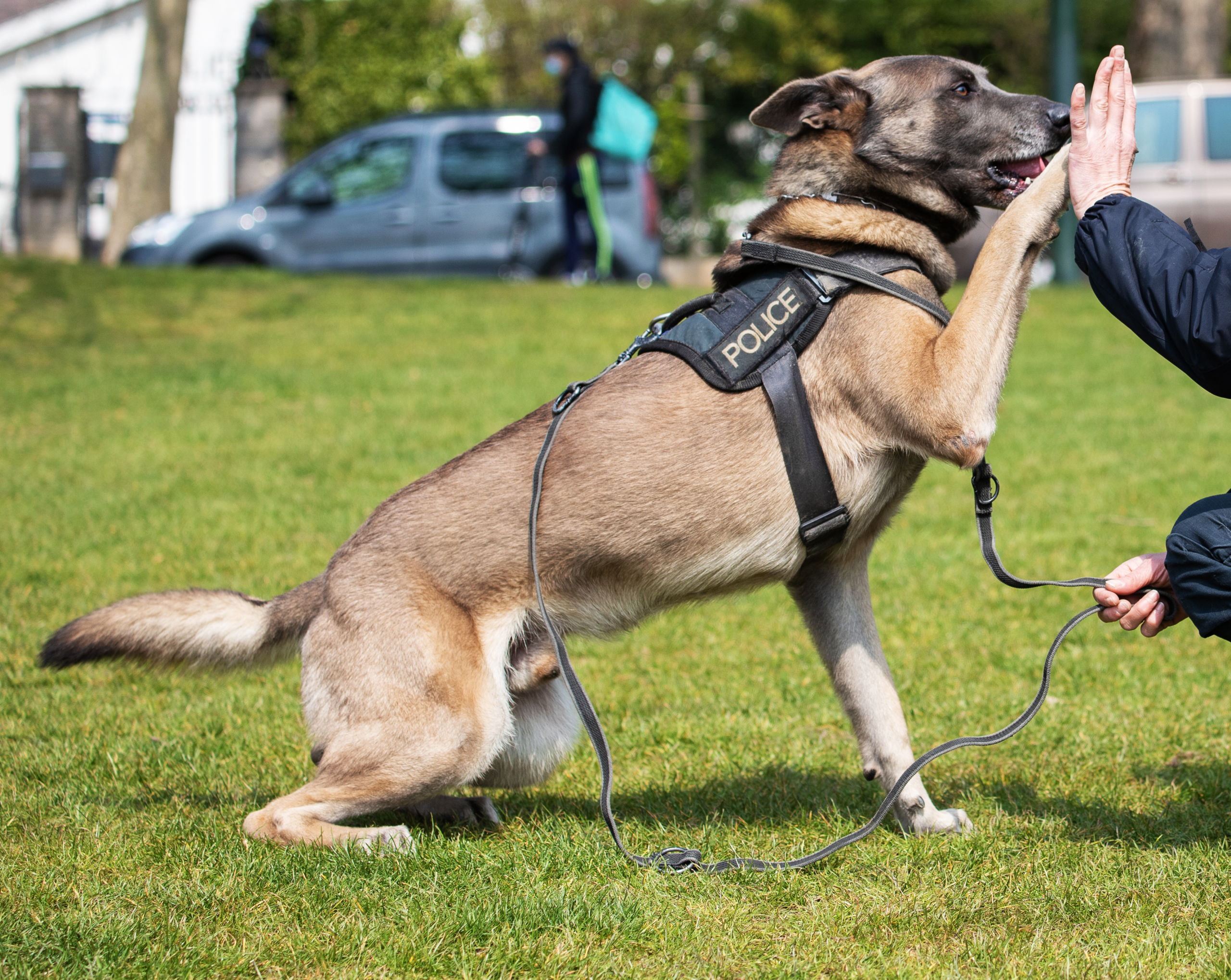 K9-Hond_Chien